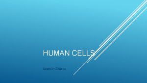 HUMAN CELLS Szemn Zsuzsa CELLS Smallest Most living