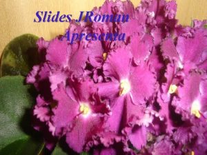 Slides JRoman Apresenta Violetas Havia num bosque isolado