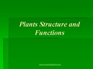 Plants Structure and Functions www assignmentpoint com Plants