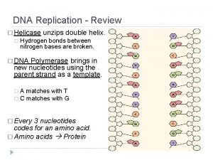 DNA Replication Review Helicase unzips double helix Hydrogen