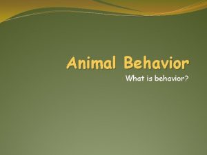 Animal Behavior What is behavior Animal Behaviors A