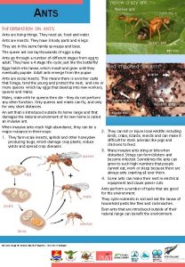 Yellow crazy ant ANTS Worker ant INFORMATION ON