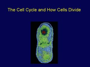 The Cell Cycle and How Cells Divide Phases