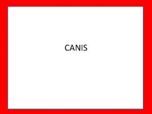 CANIS KAH nis dog Canine n a dog