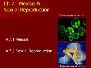 Ch 7 Meiosis Sexual Reproduction Volvox asexual reprod