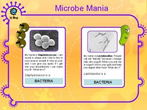 Microbe Mania My name is Staphylococcus I am