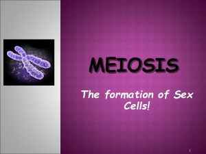 MEIOSIS The formation of Sex Cells 1 Gamete