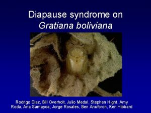 Diapause syndrome on Gratiana boliviana Rodrigo Diaz Bill