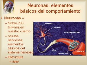 Neuronas elementos bsicos del comportamiento Neuronas Sobre 200