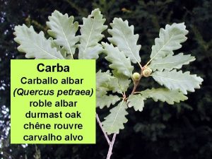 Carballo albar Quercus petraea roble albar durmast oak