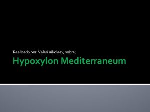 Realizado por Valeri nikolaev sobre Hypoxylon Mediterraneum HYPOXYLON