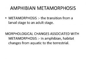 AMPHIBIAN METAMORPHOSIS METAMORPHOSIS the transition from a larval