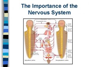 The Importance of the Nervous System The Importance