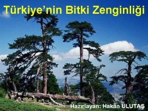 Trkiyenin Bitki Zenginlii Hazrlayan Hakan ULUTA AVRUPA 12