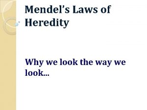 Mendels Laws of Heredity Why we look the