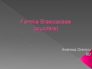Familia Brasicaceae crucifere Andreea Drenciu 9 D Rspndire