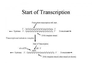 Start of Transcription Point where transcription will start
