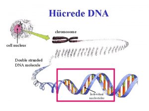 Hcrede DNA chromosome cell nucleus Double stranded DNA