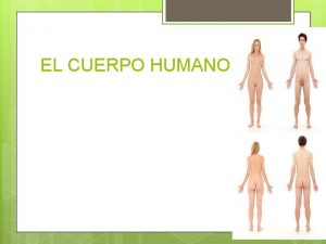 EL CUERPO HUMANO COMPONENTES DEL SISTENA HUMANO El