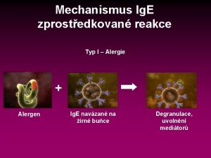 Mechanismus Ig E zprostedkovan reakce Typ I Alergie