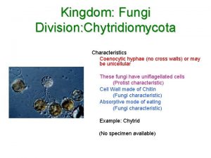Kingdom Fungi Division Chytridiomycota Characteristics Coenocytic hyphae no