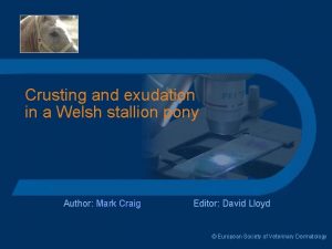 Crusting and exudation in a Welsh stallion pony