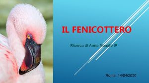 IL FENICOTTERO Ricerca di Anna Munaf IF Roma