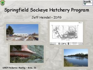 Springfield Sockeye Hatchery Program Jeff Heindel IDFG LSRCP