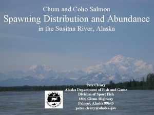 Chum and Coho Salmon Spawning Distribution and Abundance