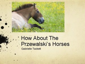 How About The Przewalskis Horses Gabrielle Tackett Interactions