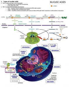 1 Types of nucleic acids NUCLEIC ACIDS a