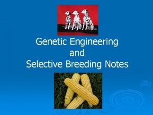 Genetic Engineering and Selective Breeding Notes Selective Breeding