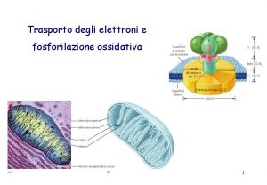 Trasporto degli elettroni e fosforilazione ossidativa 1 Gli