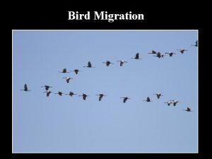 Bird Migration Migration is the seasonal movement of