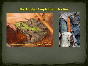 The Global Amphibian Decline Northern Cricket Frog Acris