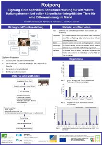 Roiporq Eignung einer speziellen Schweinekreuzung fr alternative Haltungsformen