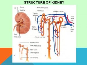 STRUCTURE OF KIDNEY NEPHRITIS Nephritis is inflammation of