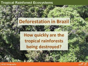 Tropical Rainforest Ecosystems Deforestation in Brazil How quickly