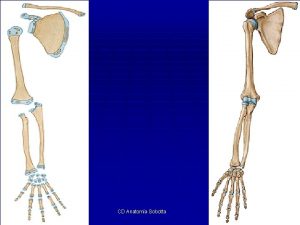 CD Anatoma Sobotta Contenido Huesos del hombro clavcula
