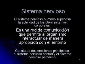 Sistema nervioso El sistema nervioso humano supervisa la