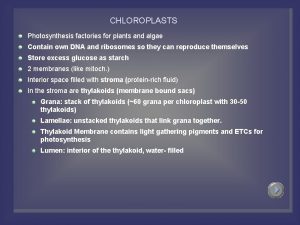 CHLOROPLASTS Photosynthesis factories for plants and algae Contain