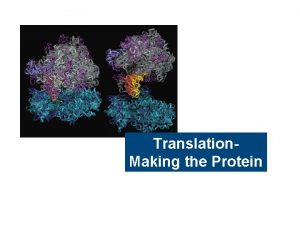 Translation Making the Protein Translation Overview l Translation