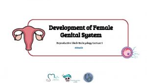 Development of Female Genital System Reproductive blockEmbryologyLecture 1