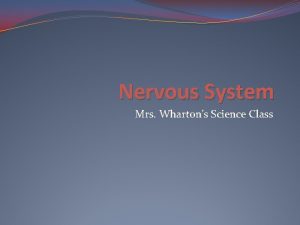 Nervous System Mrs Whartons Science Class Vocabulary Central