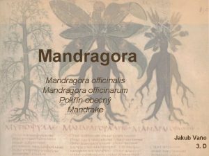 Mandragora officinalis Mandragora officinarum Pokn obecn Mandrake Jakub