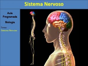 Sistema Nervoso Aula Programada Biologia Tema Sistema Nervoso