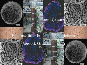 Aerobik Granl amur ve Ekstraselller Polimerik Maddelerin Aerobik