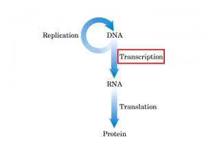 Iniciao da transcrio pela RNA polimerase procariota RNA