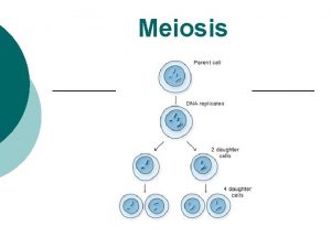 Meiosis REVIEW OF CELL CYCLE WITH MITOSIS Prophase