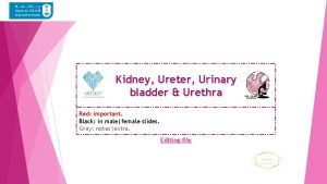 Kidney Ureter Urinary bladder Urethra Red important Black